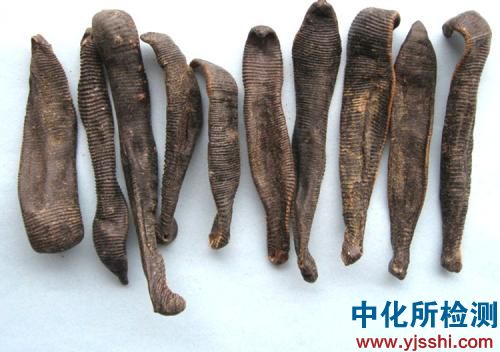 水蛭檢測