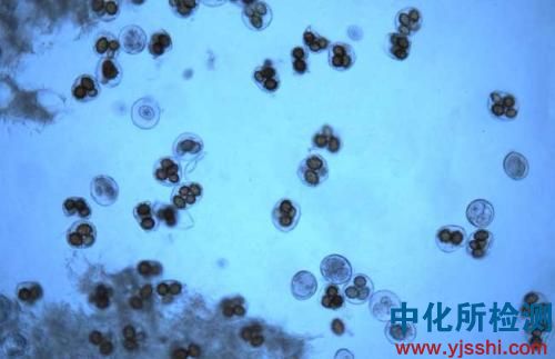 真菌菌種鑒定