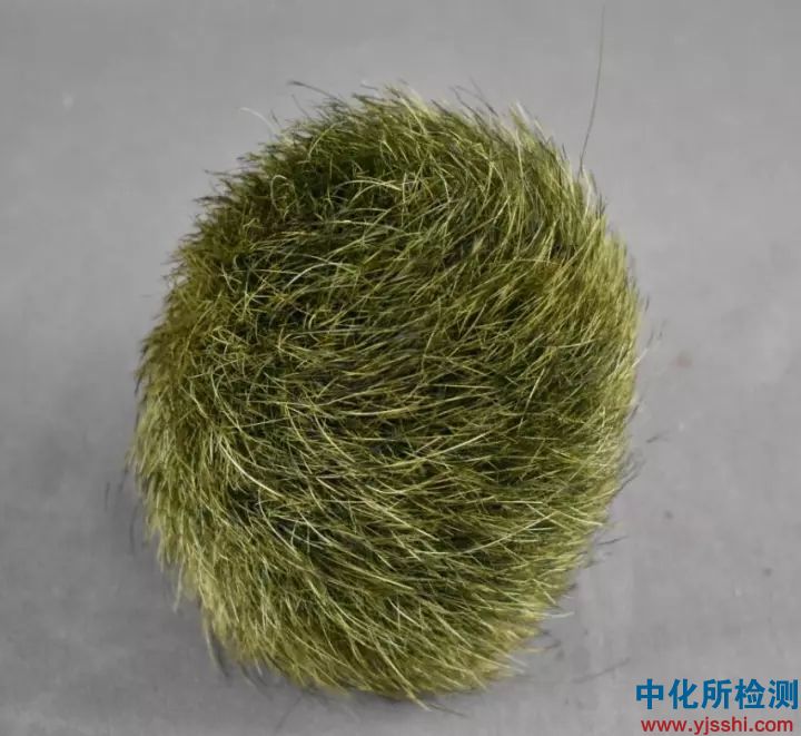 豬砂檢測