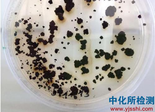霉菌試驗