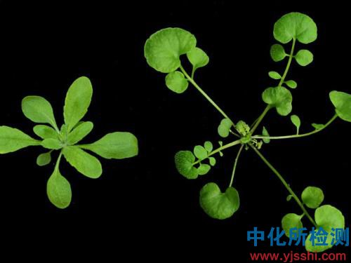 擬南芥檢測